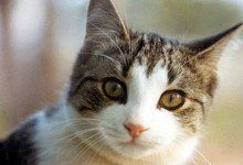 Close Up Of A Cat