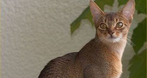 Cat Looking On The Camera